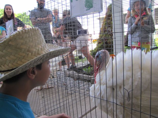 LaPorte turkey gobbles its way to trophy